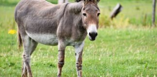 1000kg donky meat in tarnol farmhouse donky meat