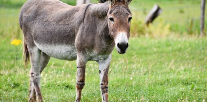 A pakistani fan removed in ground (1) donky meat
