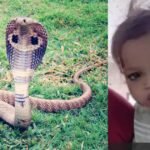 little boy cutting the king cobra in india little boy cutting the king cobra in india