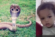 little boy cutting the king cobra in india little boy cutting the king cobra in india
