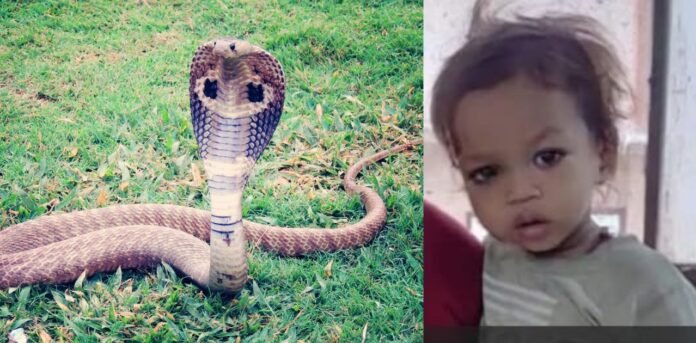 little boy cutting the king cobra in india